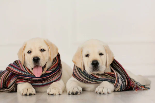 Labrador Puppies Scarves — Stock Photo, Image