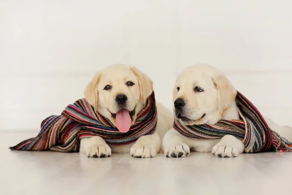 Labrador Puppies Scarves — Stock Photo, Image