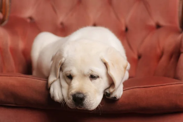 Labrador Cachorro Sentarse Silla — Foto de Stock