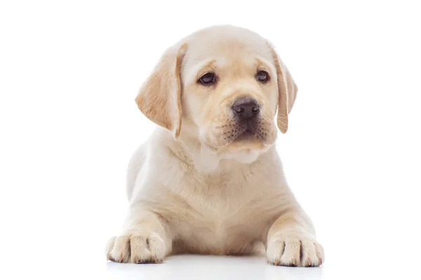 Labrador Puppy Studio — Stock Photo, Image