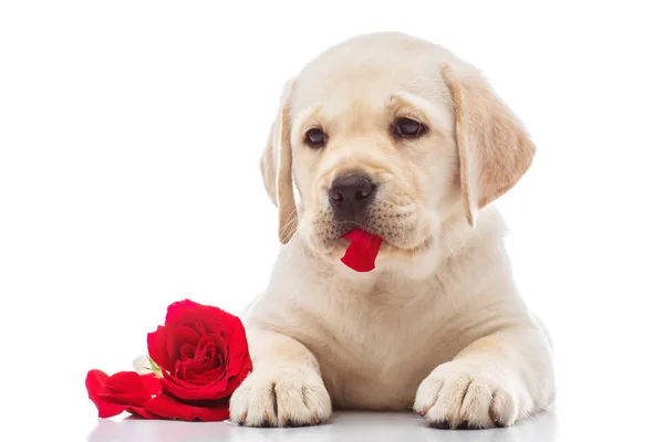 Cachorro Labrador Estúdio — Fotografia de Stock