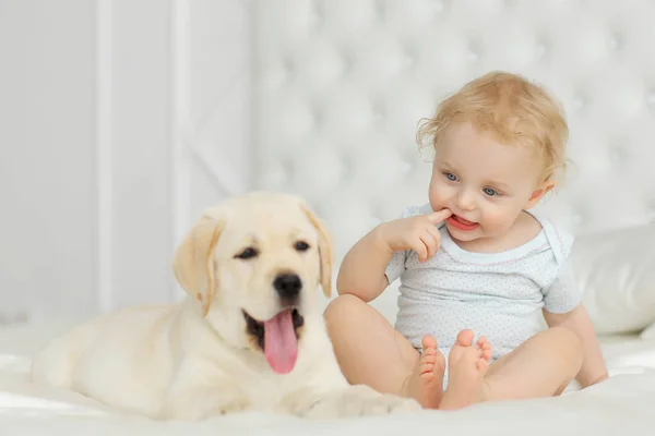 Baby Girl Labrador Puppy — Stock Photo, Image