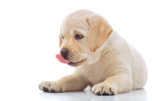 Cachorro Labrador Estudio — Foto de Stock