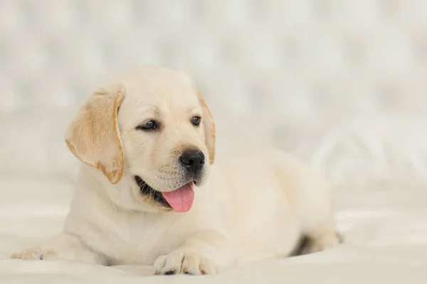 Retrato Cachorro Labrador — Fotografia de Stock
