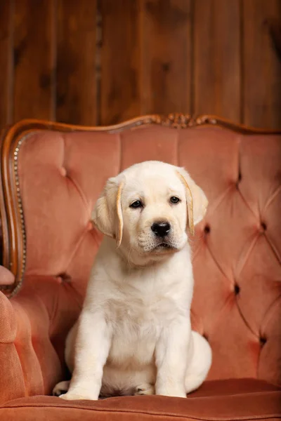 Labrador Catelus Sta Scaun — Fotografie, imagine de stoc