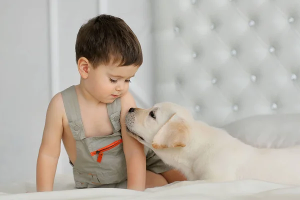 ラブラドール子犬を持つ少年 — ストック写真