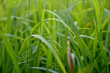 Yeşil pirinç tarlaları akşam güneşi gibi arka planda düşüyor.