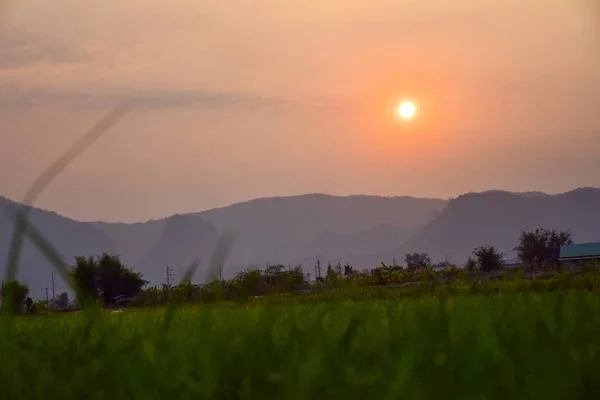 Grüne Reisfelder Mit Dem Hintergrund Wenn Die Abendsonne Untergeht — Stockfoto