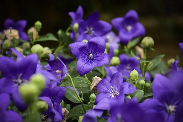 Ballon Bloemen Bloeien Met Natuurlijke Achtergronden — Stockfoto