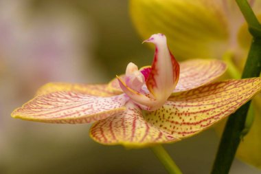 Chiang Rai, Tayland çiçek arka planda rengarenk çiçekler arka plan ile renkli orkide çeşitliliği