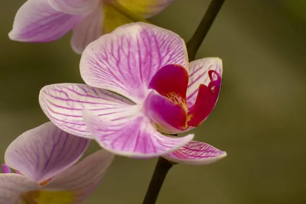 Różnorodność Kolorowych Orchidei Tłem Wielobarwne Kwiaty Tle Kwiat Chiang Rai — Zdjęcie stockowe