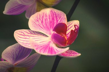 Güzel mor çiçekler Doğal arkaplan