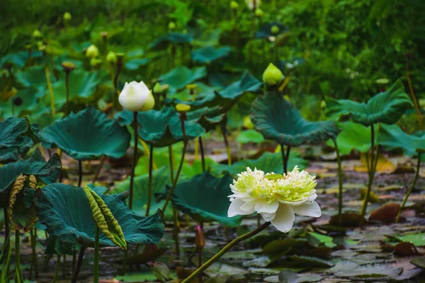 泰国北部泳池中的莲花 — 图库照片