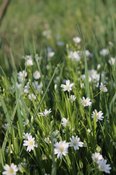 阳光明媚的春天白色野花 — 图库照片
