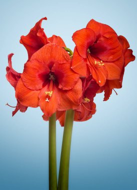 Kırmızı Amaryllis tam Bloom