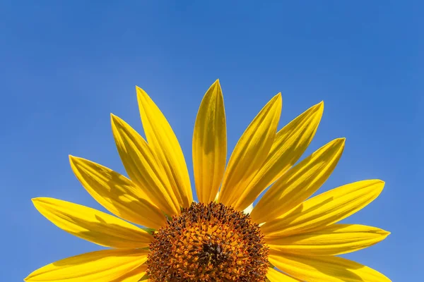 Yellow Sunflower against clear blue sky