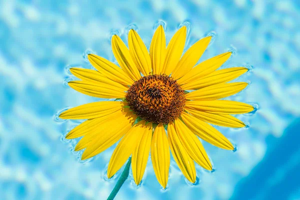 Girassol Amarelo Nadando Água — Fotografia de Stock