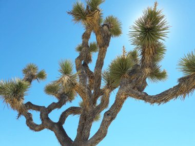 Joshua Tree Ulusal Parkı