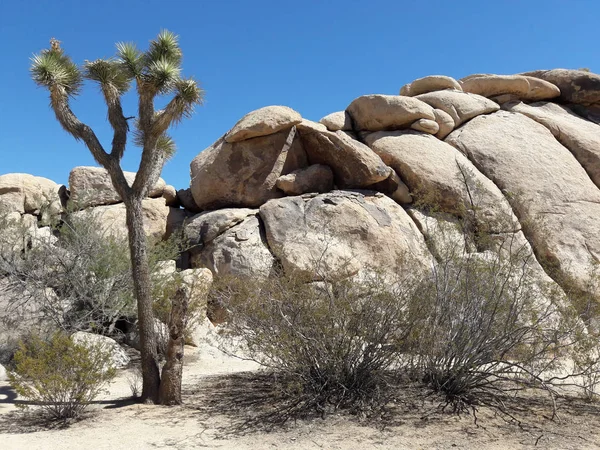 Národní Park Joshua Tree — Stock fotografie