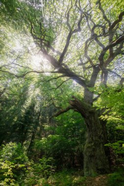 500 + yıl yaşlı meşe Alman ormandaki - dijital boyama 