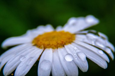 Yağmur damlaları ile çiçek resim.