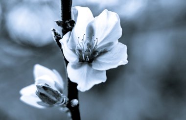 üslup badem çiçekleri siyah ve beyaz