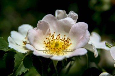 beyaz çiçek makro resmi bir tohum