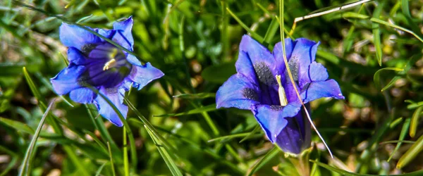 Macro Flor Azul Com Bokeh Verde — Fotografia de Stock