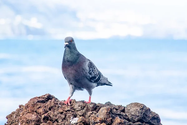Pigeon Rock Sea — Stock Photo, Image