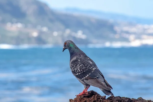 Pigeon Rock Sea — Stock Photo, Image