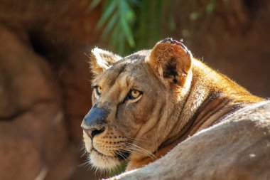 dişi aslan rock ile başından detay