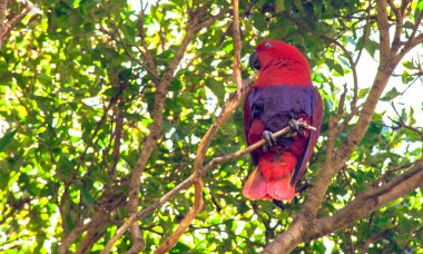 Hayvanat bahçesinde bir brunch hakkında büyük papağan