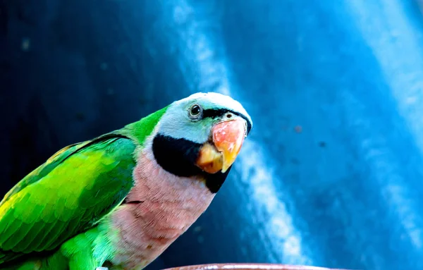 Perroquet Coloré Bol Alimentation Dans Zoo — Photo