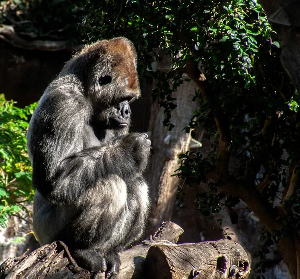Interesante Gorila Sienta Una Vieja Rama — Foto de Stock