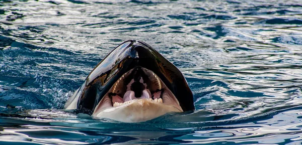 Προβολή Λεπτομερειών Από Μια Orca Ανοιχτό Στόμα — Φωτογραφία Αρχείου