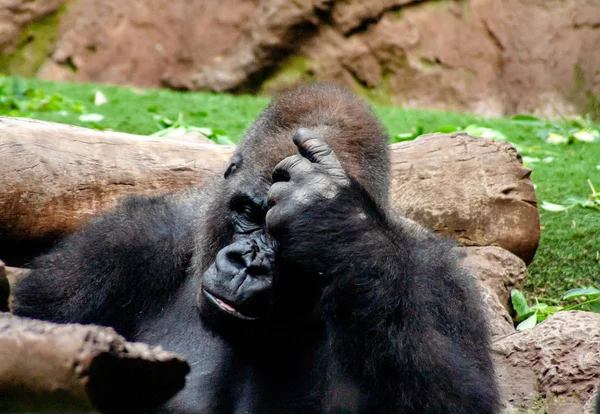 Goril Ilginç Burada Oturur Yoğun Olarak Düşünüyorum — Stok fotoğraf