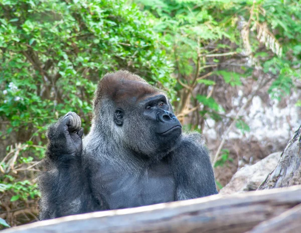 Divertido Gorila Sienta Aquí Esperando Por Usted — Foto de Stock