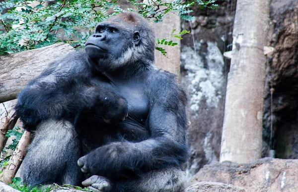 Orgulloso Gorila Sienta Aquí Espera — Foto de Stock