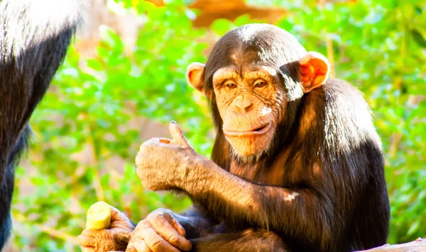 Chimpancé Pequeño Divertido Sentado Comiendo — Foto de Stock