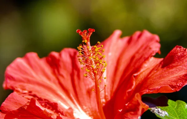 Fantastyczne Bliska Czerwony Kwiat — Zdjęcie stockowe