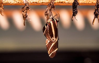 Kelebek krizalid tarafından gelen yakın çekim