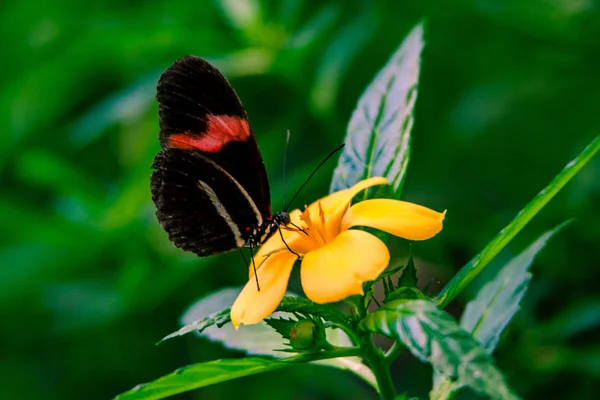 Закрыться от черной бабочки — стоковое фото