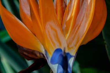 Cennet bir fantastik kuş yakın çekim