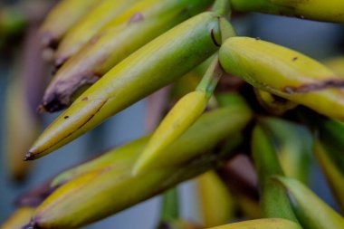 egzotik ağaç tohumdan kapat