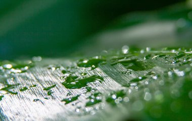 Makro sanat yakın çekim ıslak bir yaprak