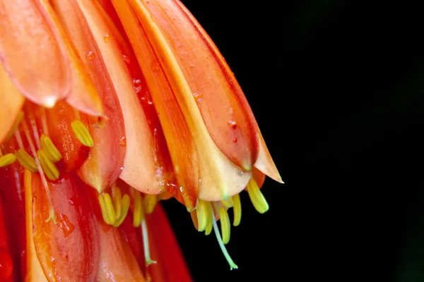 Makro z bliska z drzewa Aloe — Zdjęcie stockowe