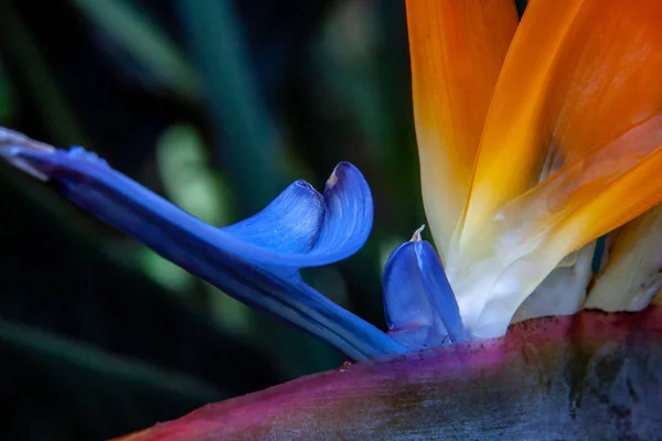 close up from a fantastic bird of paradise