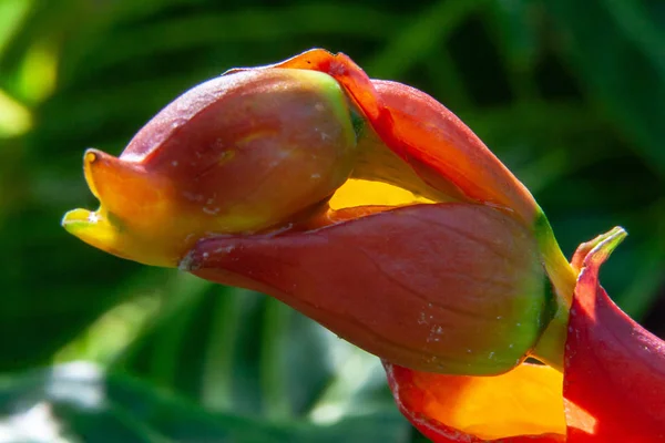 エキゾチックな花種からマクロ アートをクローズ アップ — ストック写真