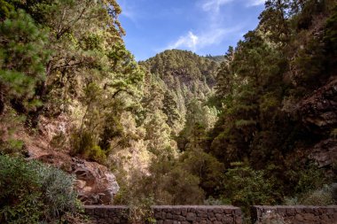bir köprü bir ormandan üzerinden yüksek görünüm