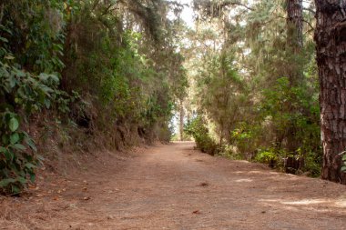 te orman ile güzel yürüyüş iz